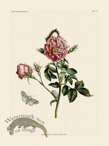 Wilkes Butterflies 018